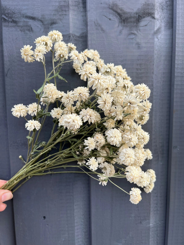 A hand holds a small bouquet of Bishy Barnabees Cottage Garden Ltd’s Achillea Marshmallow Dried flowers with thin green stems—ideal as a wedding bouquet filler—in front of a dark gray wooden wall.