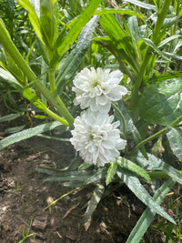 Two white, round, multi-petaled Achillea Marshmallow flowers by Bishy Barnabees Cottage Garden Ltd grow close together among green leaves and stems, their soft edges highlighted by sunlight on the plants and soil below.