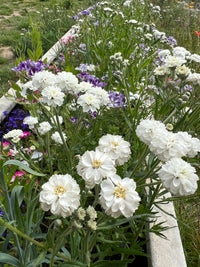 A garden bed featuring Achillea Marshmallow by Bishy Barnabees Cottage Garden Ltd, with lush green stems, white and purple blooms, and a light stone border reminiscent of a smooth border radius.