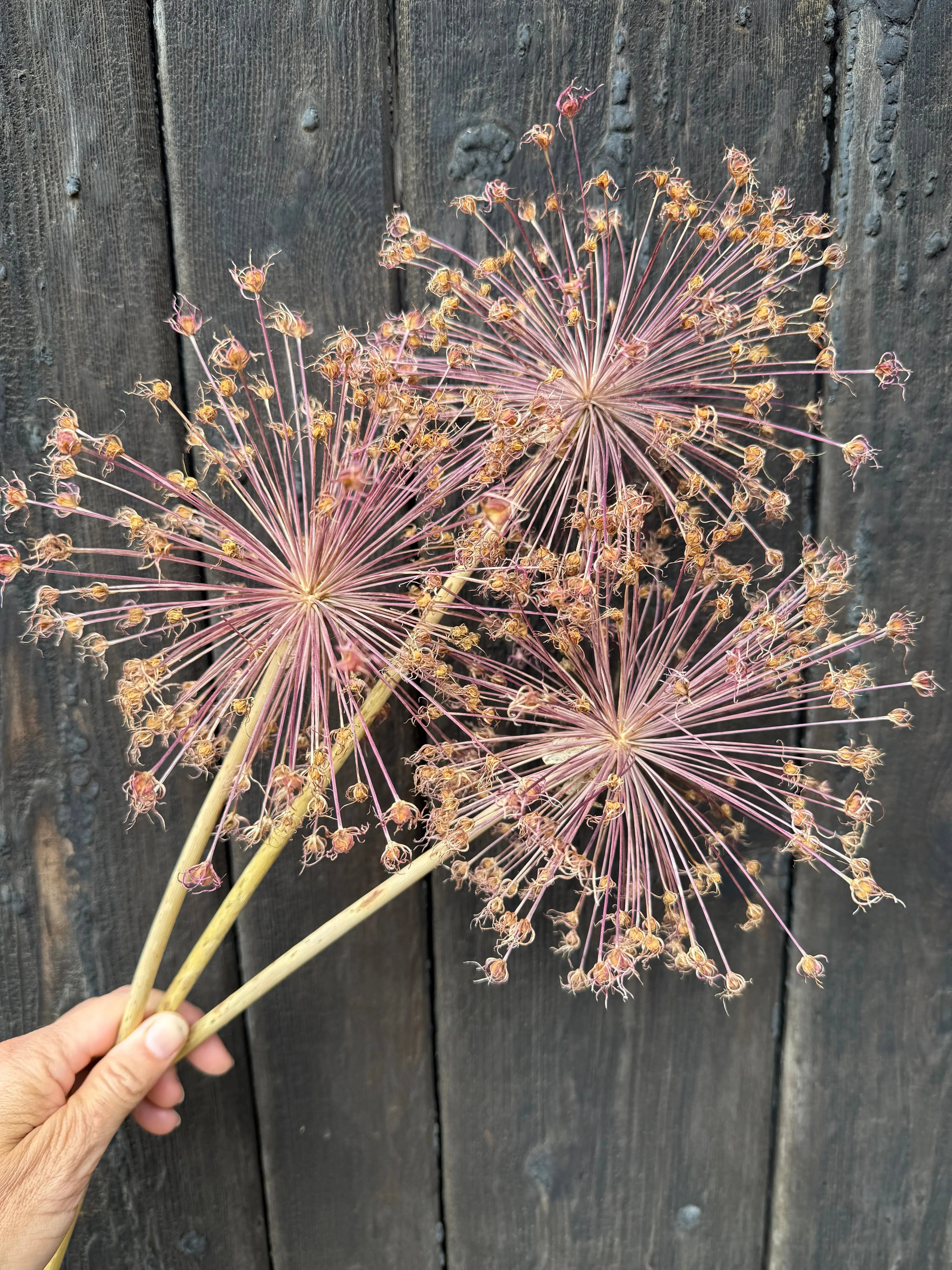 Alliums Dried - Bishy Barnabees Cottage Garden Ltd