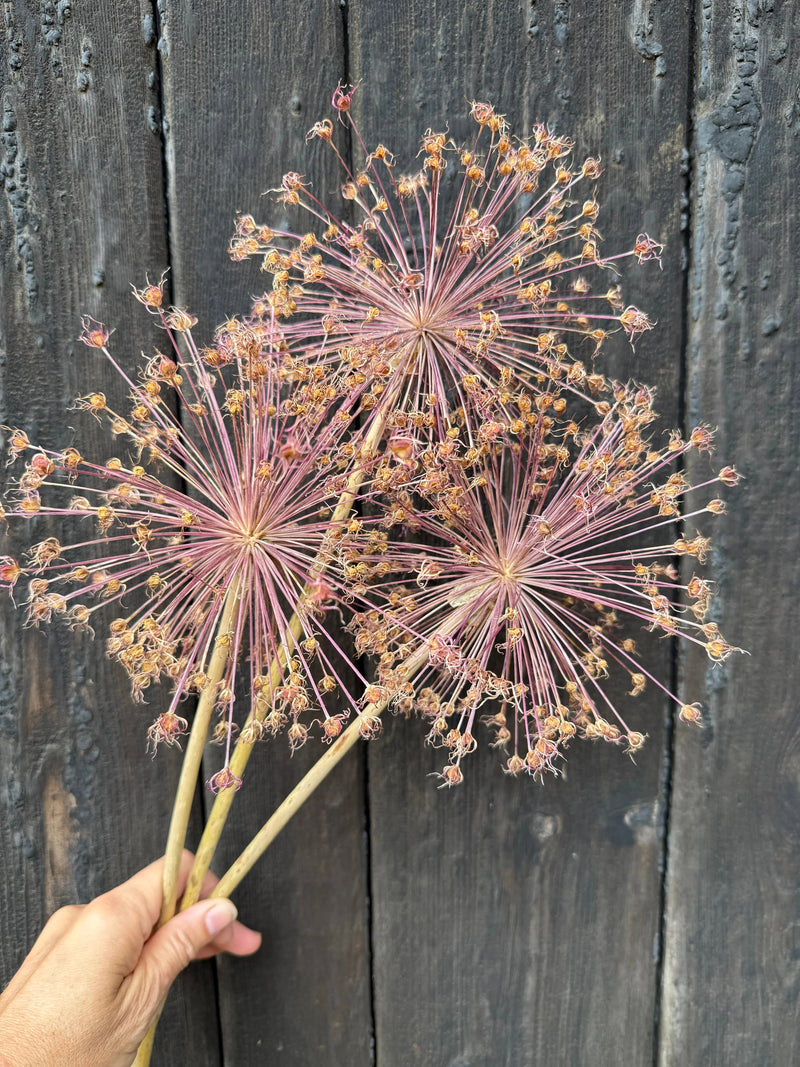 A hand holds three large Alliums Dried from Bishy Barnabees Cottage Garden Ltd, featuring pinkish stems and spherical seed heads, set against a dark wooden background.