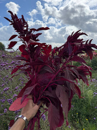 A hand holds a bundle of Amaranthus Red (Love-Lies-Bleeding) by Bishy Barnabees Cottage Garden Ltd, set against green fields and purple wildflowers beneath a partly cloudy blue sky—nature bordered in vibrant color.