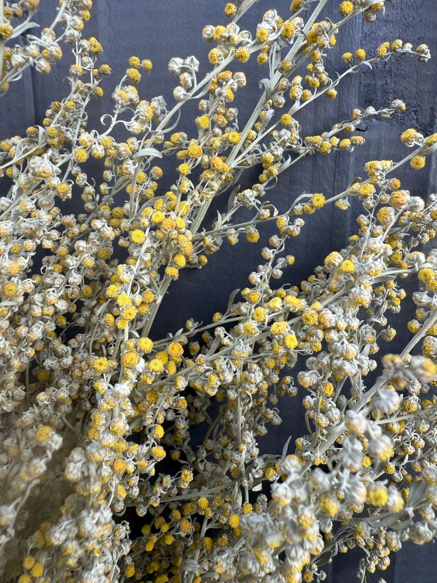 Close-up of Bishy Barnabees Cottage Garden Ltd's Artemisia Dried bunch, with yellow and white clustered flowers on thin, intertwined stems, set against a dark gray background for a detailed, textured look.