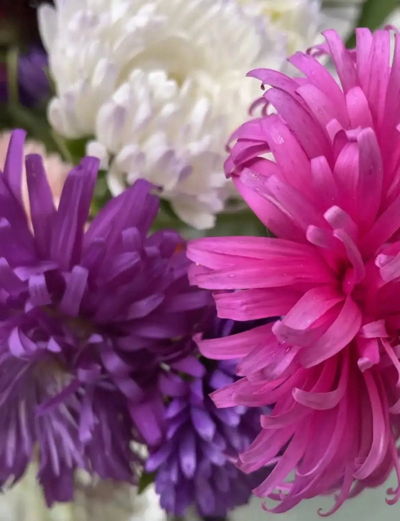 Close-up of Aster Giants of California by Bishy Barnabees Cottage Garden Ltd: vibrant pink, purple, and white spiky blooms with curling edges, alive with texture set against a soft-focus background.