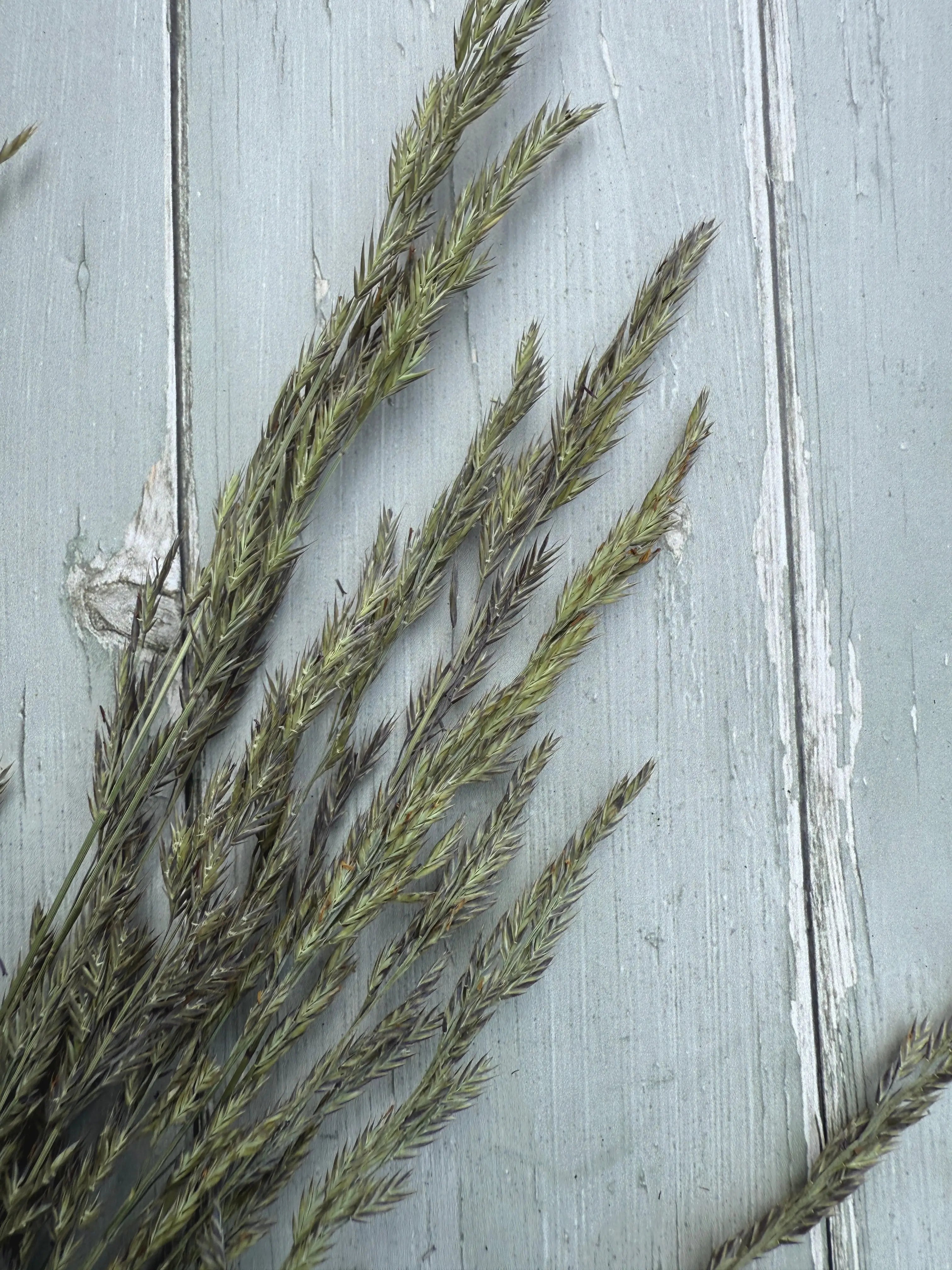 A bunch of dried Blue Fescue Grass with silvery-blue colour.