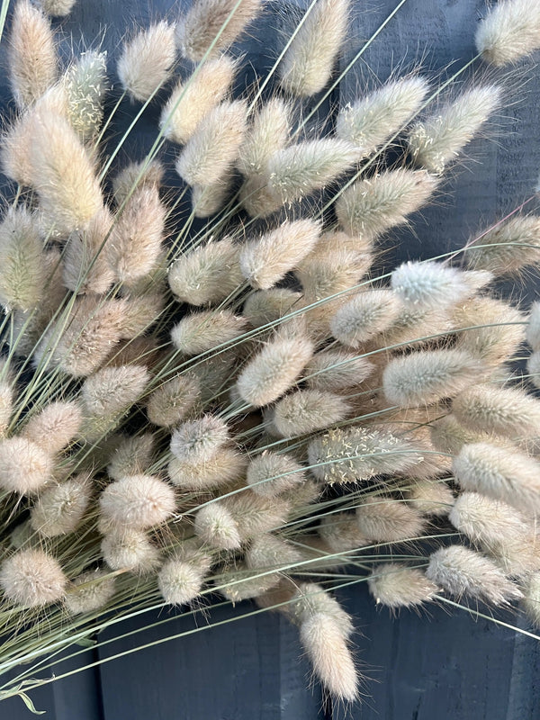 A close-up of Bishy Barnabees Cottage Garden Ltd's Bunny Tails Dried (Long), beige and fluffy with long stems, arranged against a dark wooden background.