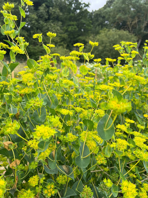 Bupleurum Griffithii