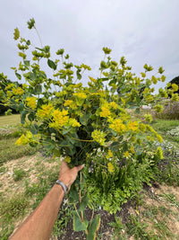 A hand holds a large bouquet of Bupleurum Griffithii by Bishy Barnabees Cottage Garden Ltd, featuring green and yellow flowering stems with lime-green bracts, set outdoors amid grass, other plants, and cloudy skies.