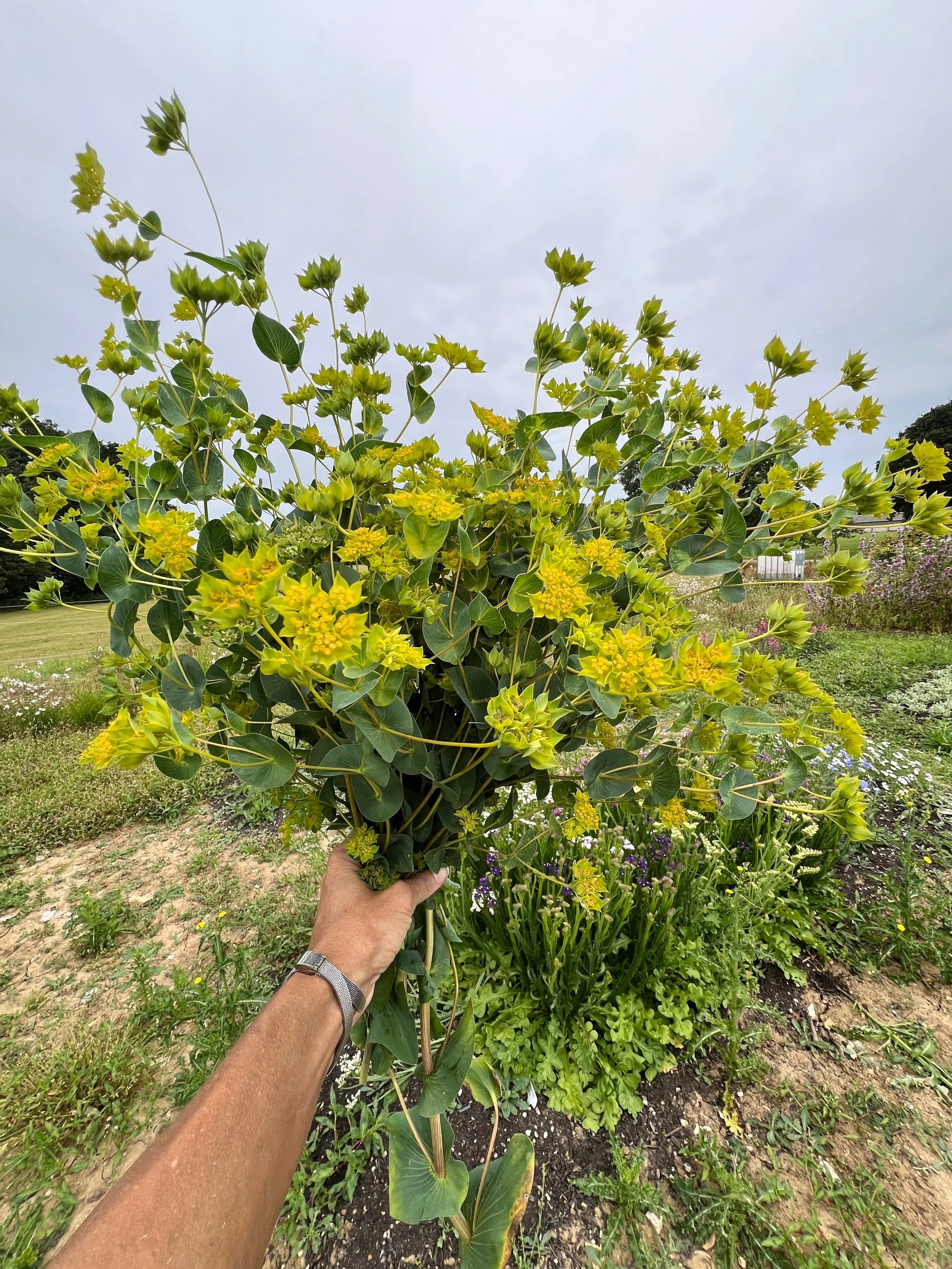 Bupleurum Griffiti - Bishy Barnabees Cottage Garden Ltd