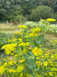 Close-up of Bupleurum Griffithii by Bishy Barnabees Cottage Garden Ltd, showing vibrant lime-green bracts and rounded leaves. Ideal as a fresh florist bouquet filler in spring or summer, with lush garden greenery blurred in the background.