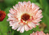Calendula &