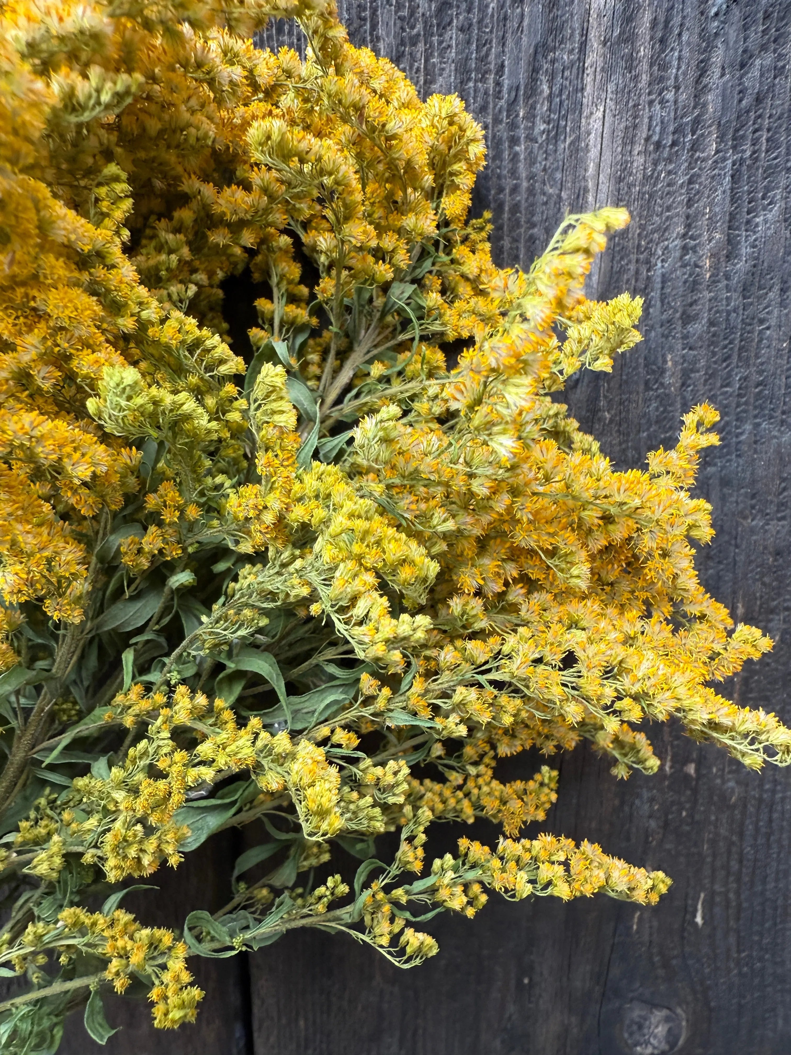 Bouquet of Goldenrod flowers against a dark wooden background