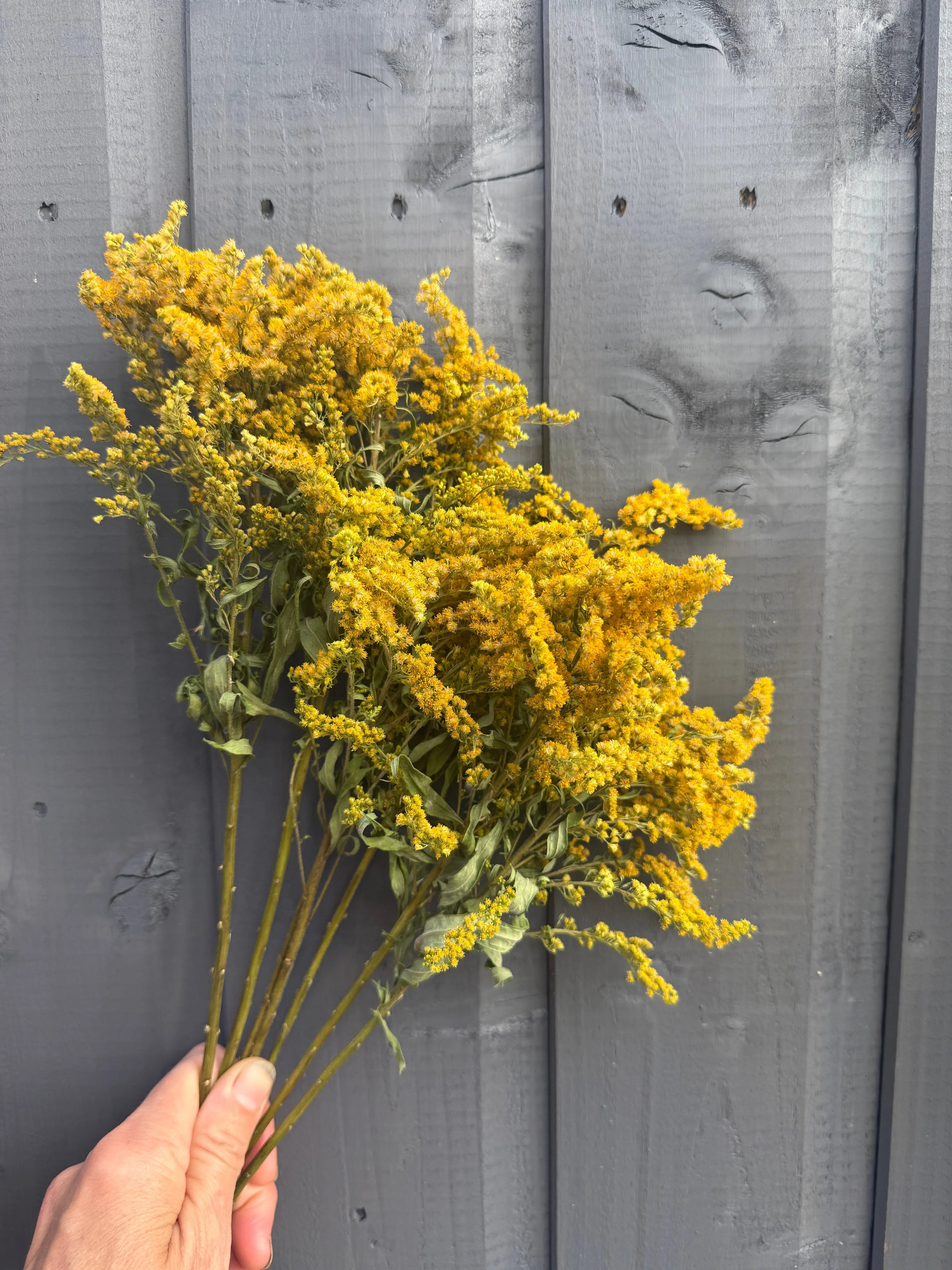 Bouquet of Goldenrod flowers held against a gray wooden background