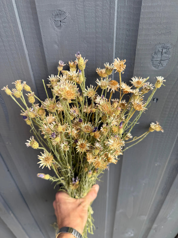 A hand holds Cornflower Dried by Bishy Barnabees Cottage Garden Ltd, showcasing yellow and light purple air-dried cornflowers against a gray wooden plank background.