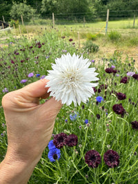 A hand holds a 'Cornflower Snowman' from Bishy Barnabees Cottage Garden before a field of double-bloom cornflowers in purple, blue, and white—a charming cottage garden framed by fence and distant trees.