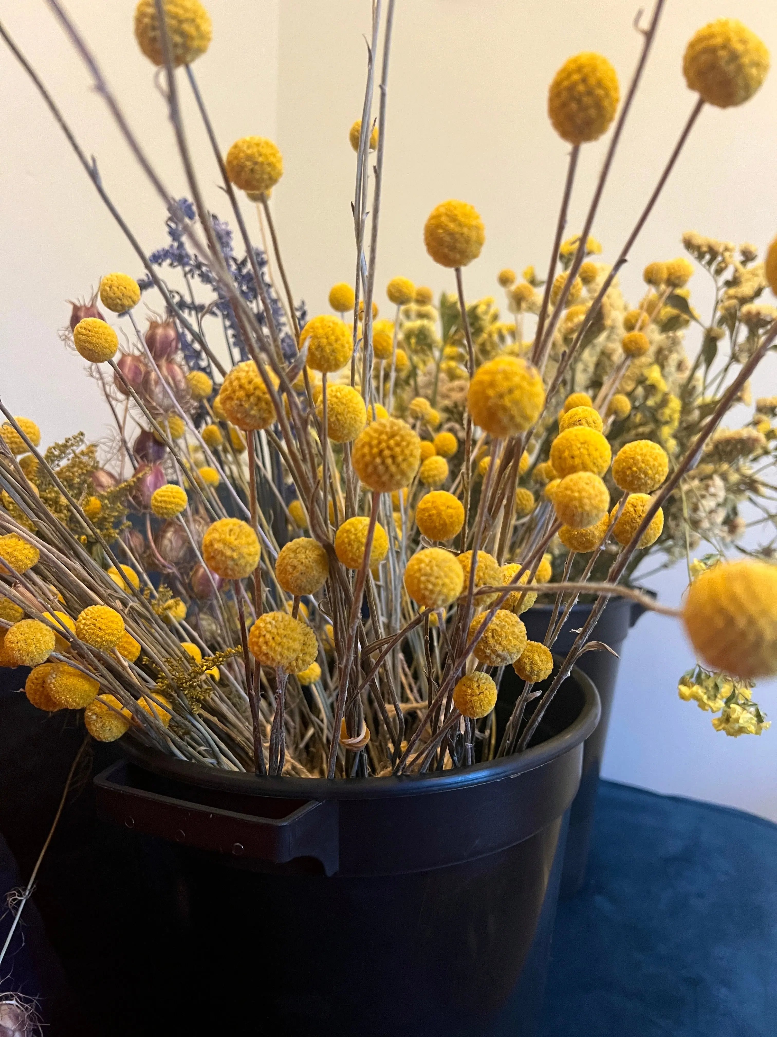 Craspedia Dried - Bishy Barnabees Cottage Garden Ltd