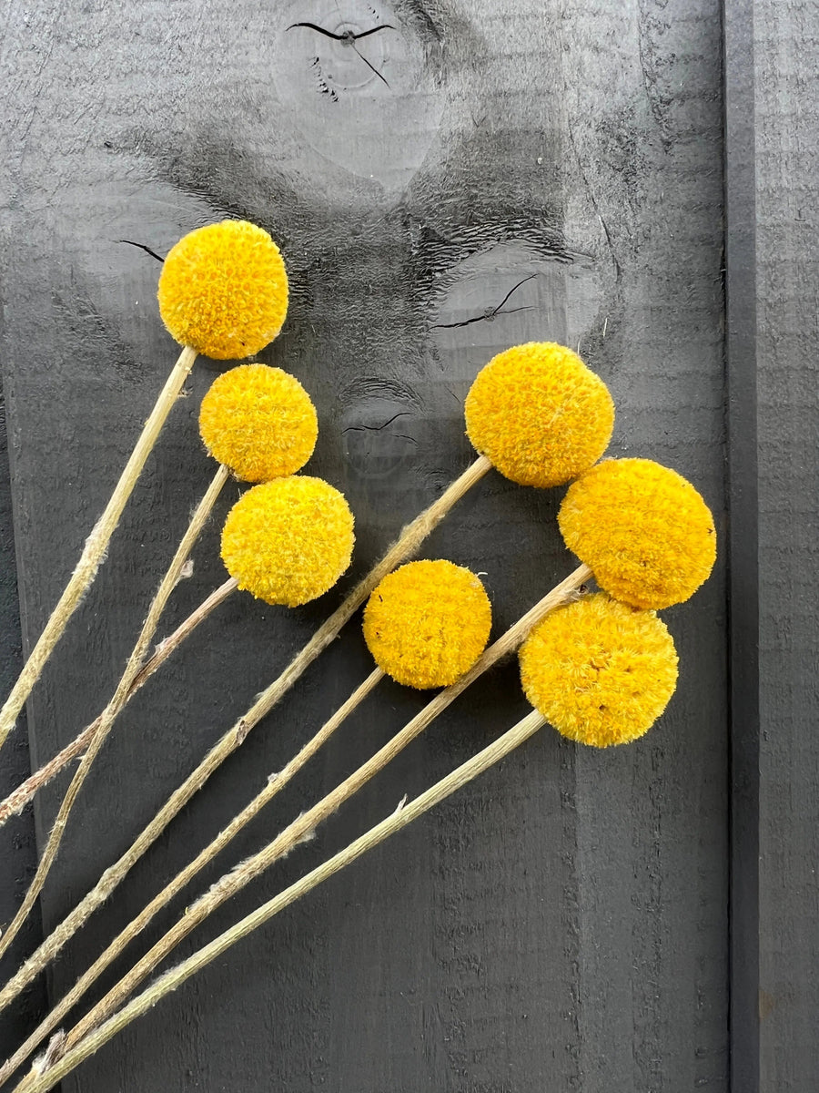 Seven yellow Craspedia Dried stems from Bishy Barnabees Cottage Garden are arranged on a dark wooden background, with the wood grain subtly forming a face above the flowers.