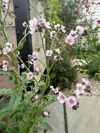 Tall, slender green stems with clusters of small, pale pink Cynoglossum Mystery Rose flowers from Bishy Barnabees Cottage Garden bloom among stone paving and gravel—perfect as a vintage bouquet filler.