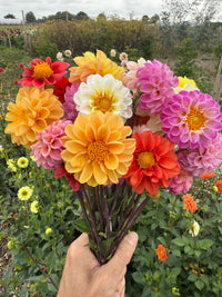 A hand holds a bouquet of Bishy Barnabees Cottage Garden Ltd’s Dahlia Pompone Double Mixed cut flowers—yellow, orange, pink, red, and white—set against a lush garden with blooming dahlias.