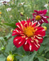 Dahlia Yankee Doodle Dandy Mix - Bishy Barnabees Cottage Garden Ltd