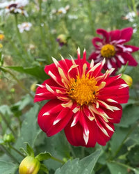 A vivid Dahlia Yankee Doodle Dandy Mix from Bishy Barnabees Cottage Garden, with red petals streaked yellow and white, blooms amid green leaves and blurred bee-friendly flowers in the background.