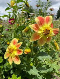 Two vibrant blooms of the Bishy Barnabees Cottage Garden Dahlia Yankee Doodle Dandy Mix feature yellow and orange pointed petals amid green leaves, bee-friendly flowers, buds, and a cloudy sky in a cottage garden setting.