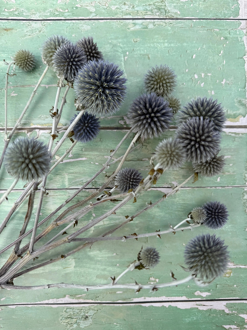 Echinops Dried by Bishy Barnabees Cottage Garden Ltd features spiky blue-grey Globe Thistle flower heads, artfully arranged on a rustic green wooden surface with peeling paint.