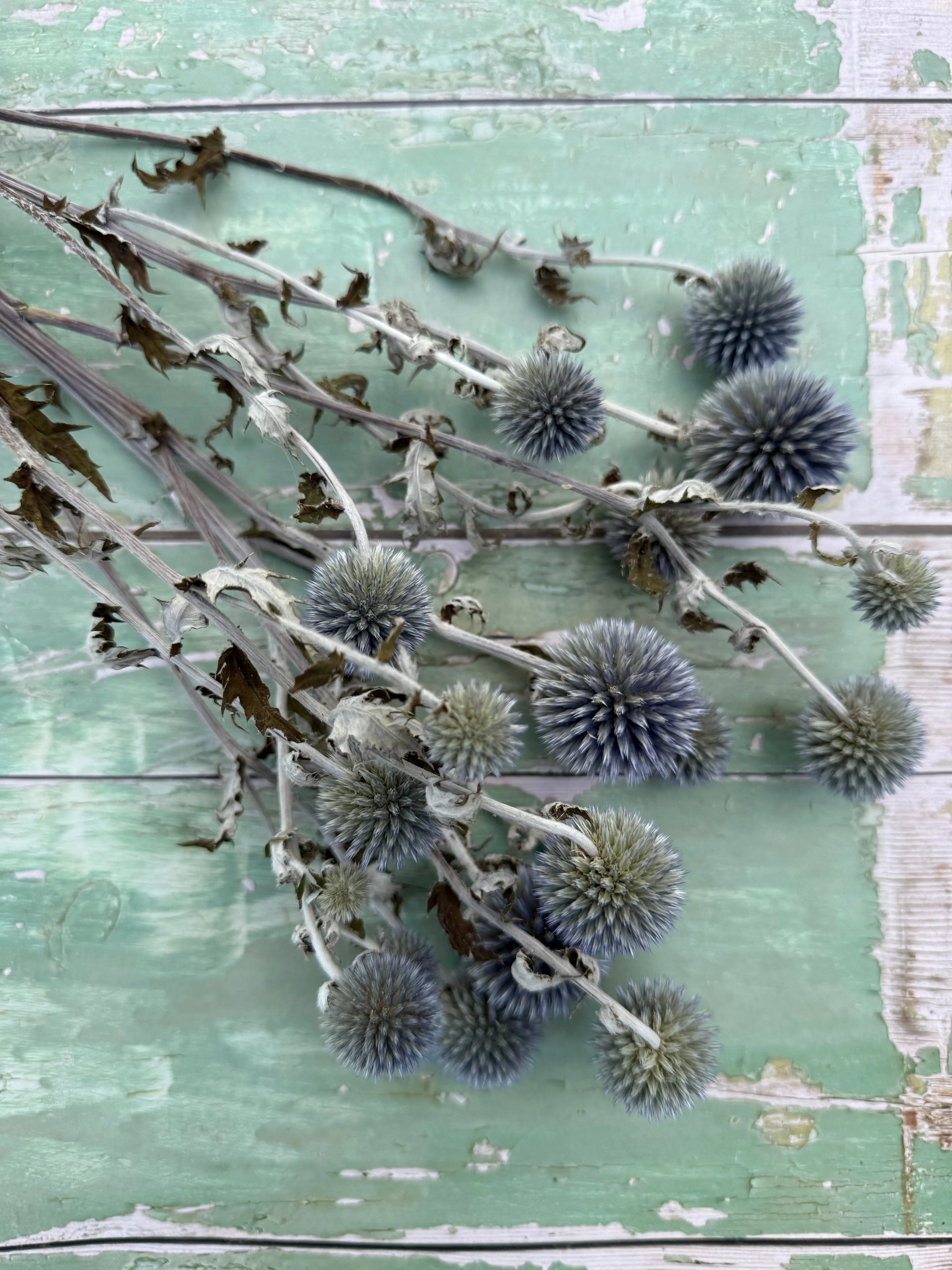Echinops Dried - Bishy Barnabees Cottage Garden Ltd