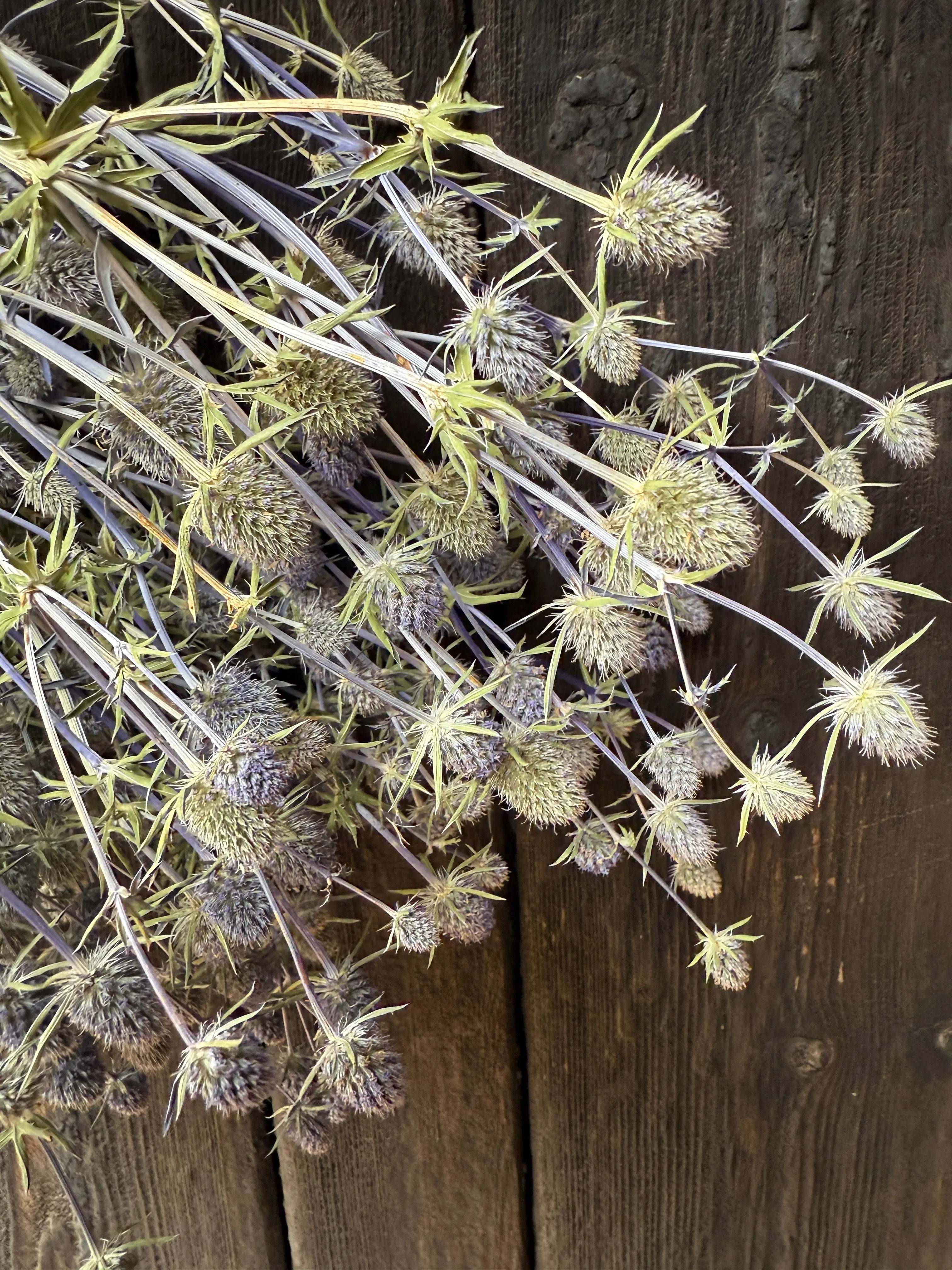 Erygnium (Sea Holly) Dried - Bishy Barnabees Cottage Garden Ltd