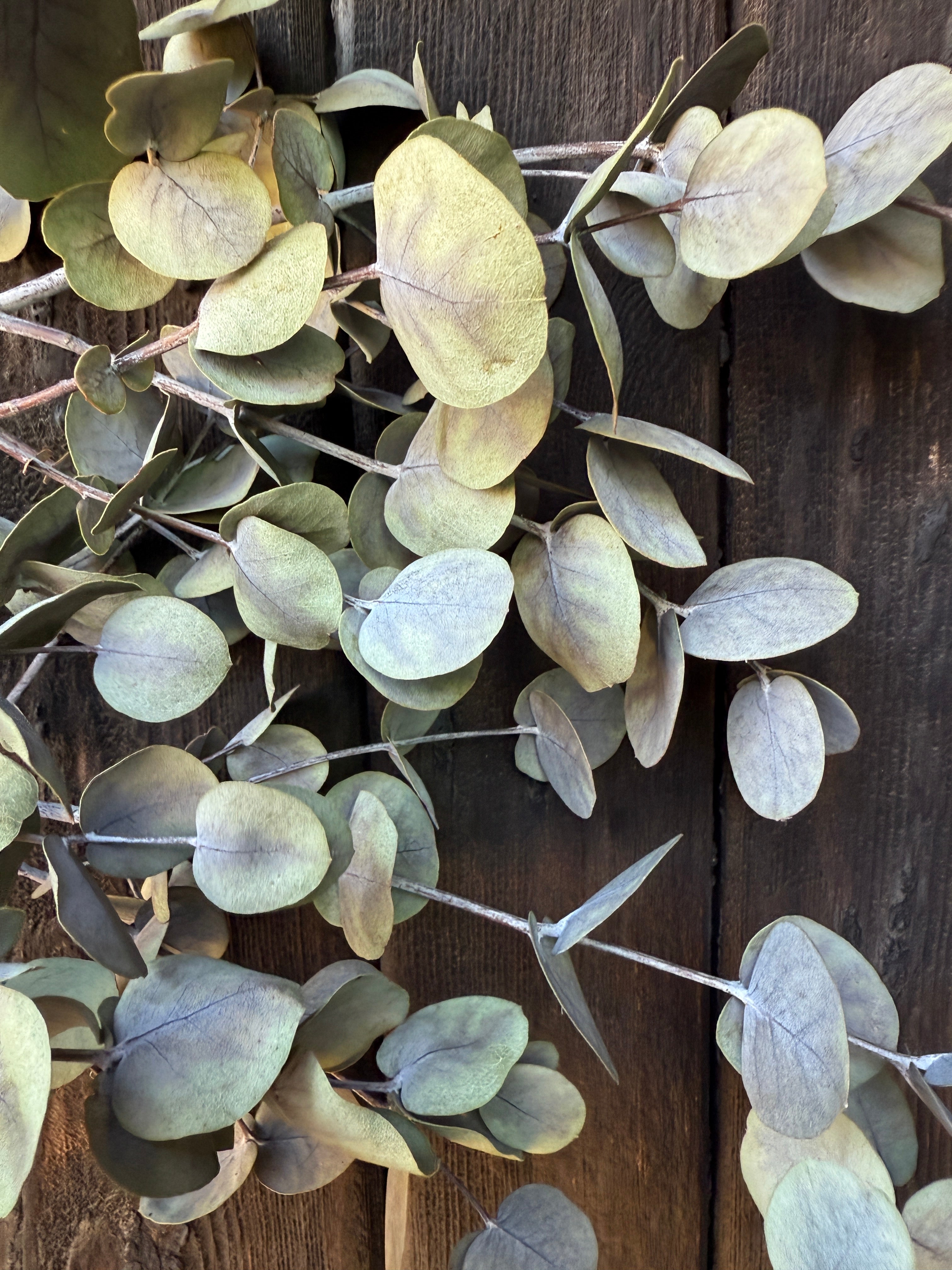 Eucalyptus Dried - Bishy Barnabees Cottage Garden Ltd