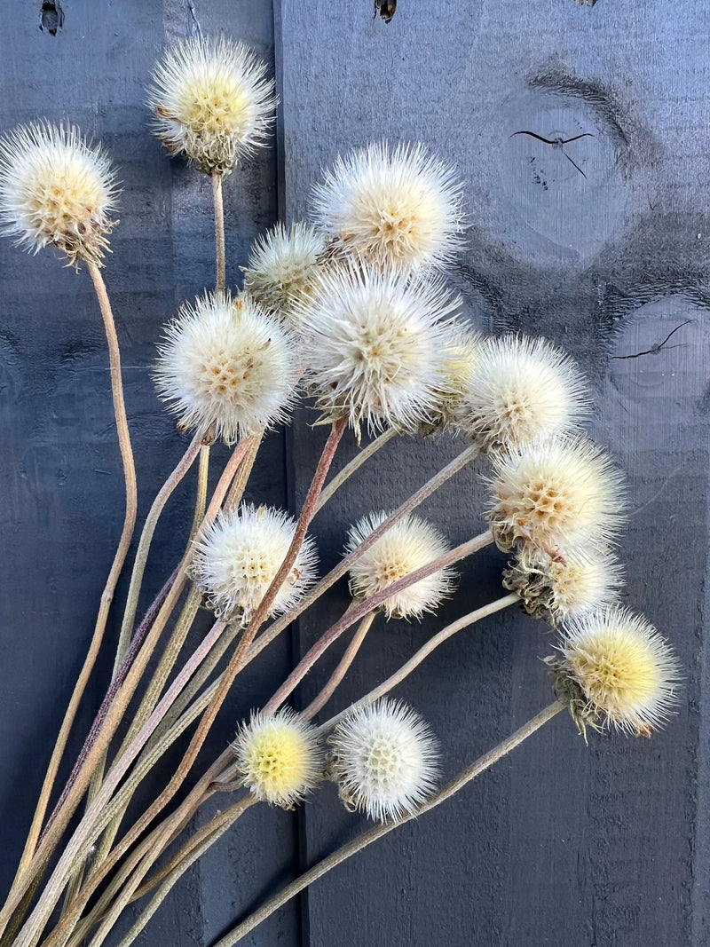 Gaillardia Seed Heads Dried by Bishy Barnabees Cottage Garden are clustered with long stems and spiky, round, white heads, arranged against a dark gray wooden background.