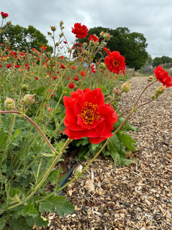 A striking scarlet-red Geum Mrs Bradshaw flower from Bishy Barnabees Cottage Garden Ltd blooms in a cottage garden, standing out among others along a mulch-covered path with green trees and a cloudy sky in the background.