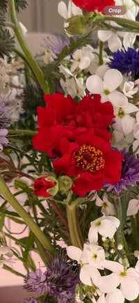 A close-up of a bouquet with vibrant scarlet-red Geum Mrs Bradshaw by Bishy Barnabees Cottage Garden Ltd, surrounded by white and purple blooms and lush green stems—its vivid red flower is in sharp focus at the center, ideal for cottage gardens.