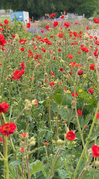 Geum Mrs Bradshaw by Bishy Barnabees Cottage Garden Ltd shows tall green stems with clusters of scarlet-red blooms and some closed buds. The blurred background hints at more flowers, trees, and a fence—evoking a classic cottage garden charm.