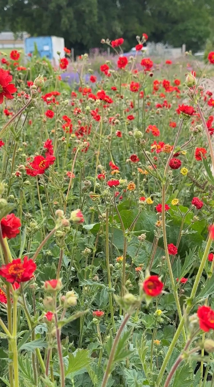 Geum Mrs Bradshaw - Bishy Barnabees Cottage Garden Ltd
