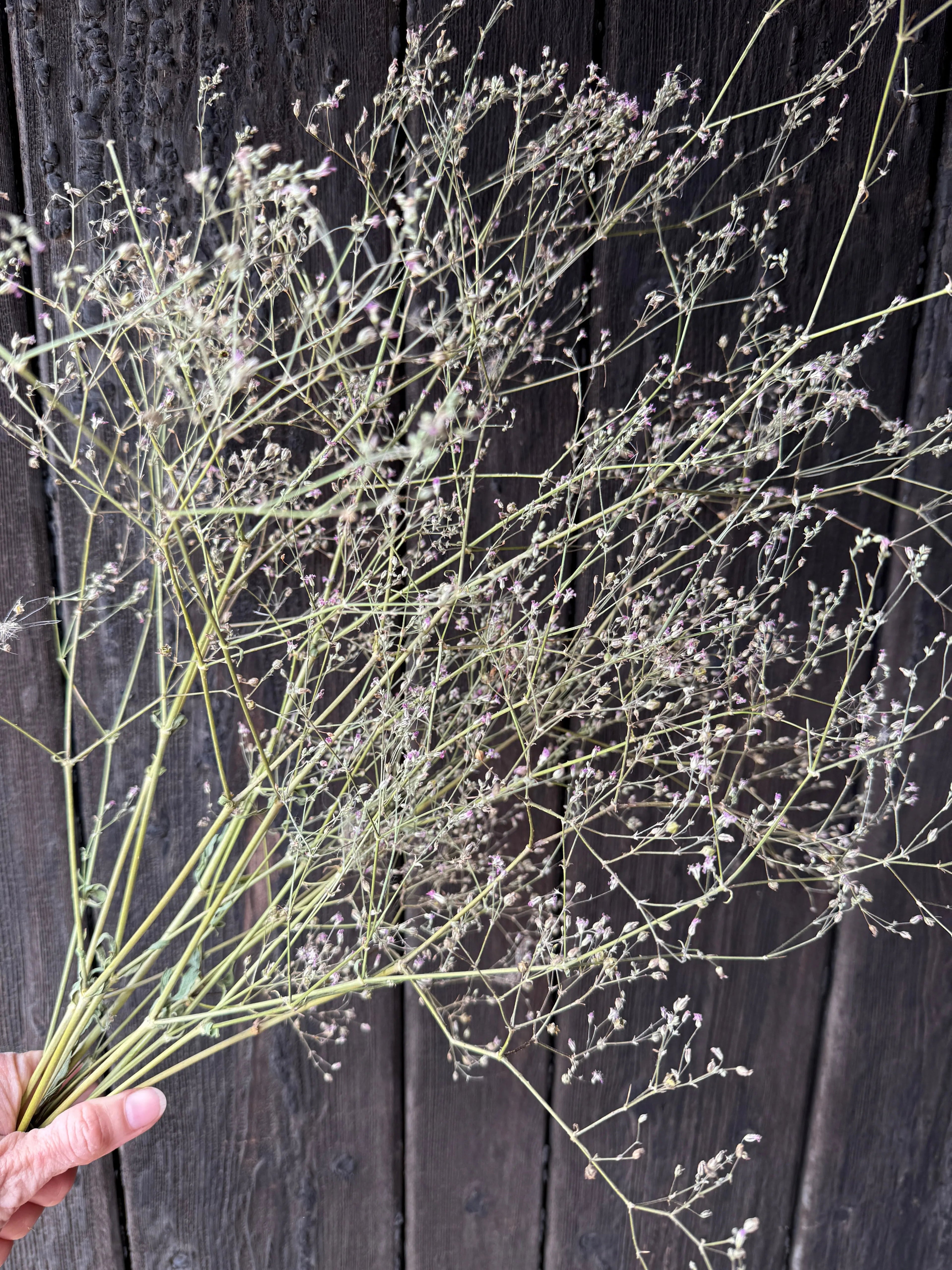 Gypsophila Pink Dried - Bishy Barnabees Cottage Garden Ltd