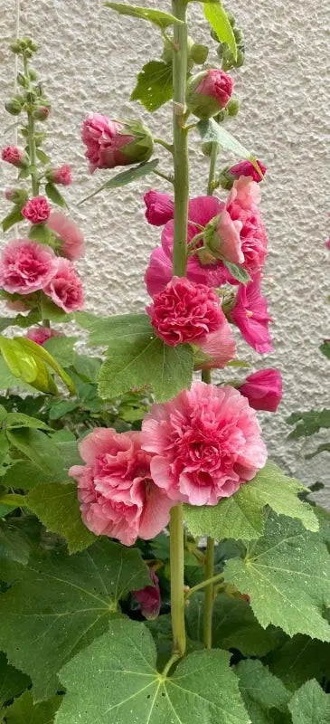 Hollyhock Summer Carnival by Bishy Barnabees Cottage Garden features tall stalks with lush, ruffled pink flowers and green leaves, perfect for adding cottage garden charm against a white wall.