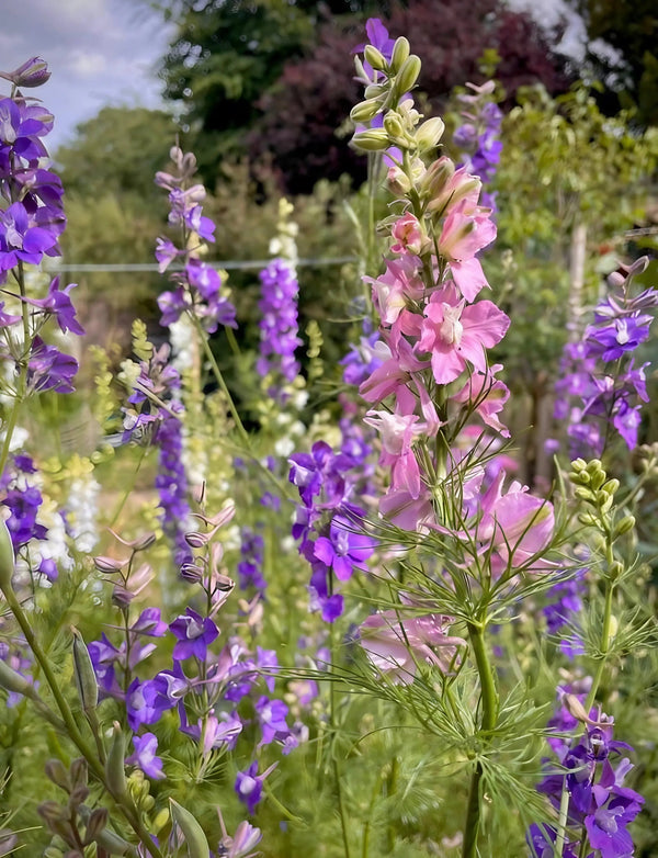 Tall pink and purple wildflowers, including Bishy Barnabees Cottage Garden’s Larkspur Limelight Mix seeds, bloom closely together in the sun, surrounded by green foliage—ideal for creating beautiful bouquets.
