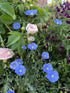 Linum Perenne Blue Flax - Bishy Barnabees Cottage Garden Ltd