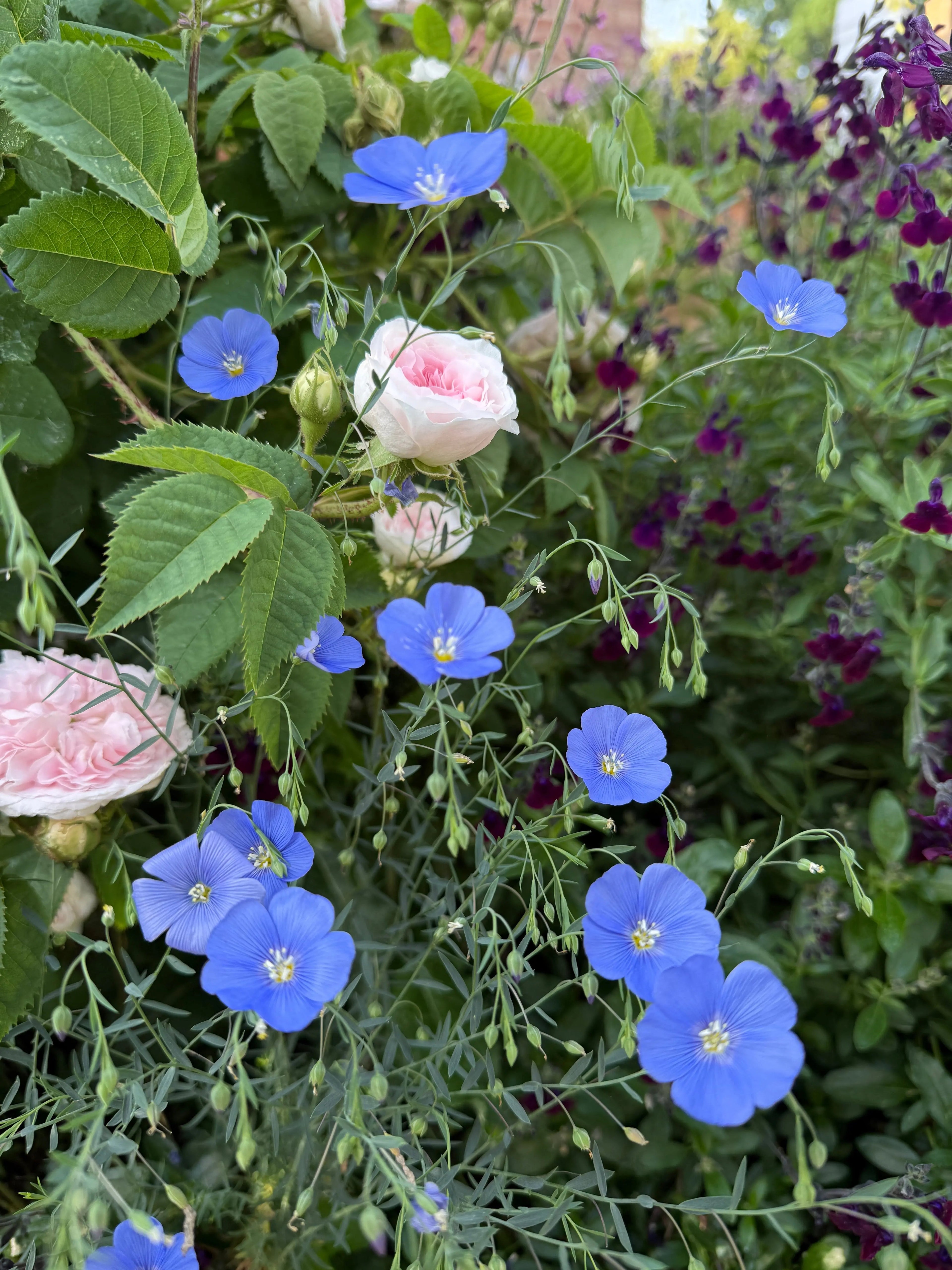 Linum Blue Flax by Bishy Barnabees Cottage Garden Ltd brings clusters of delicate blooms that thrive among pink roses and green foliage, adding vibrant color and charm to any garden scene.