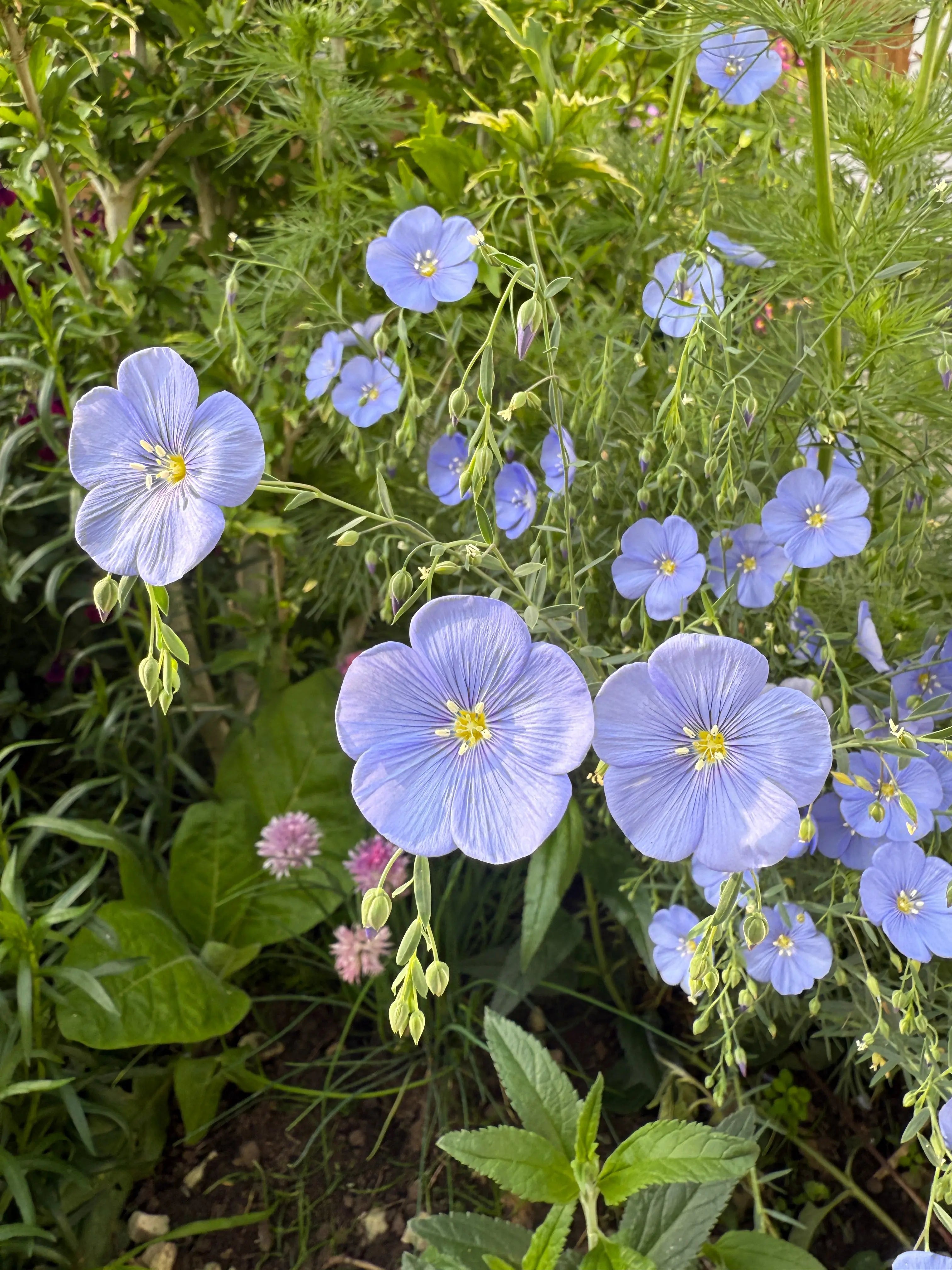 Linum Blue Flax by Bishy Barnabees Cottage Garden Ltd features delicate five-petaled blue flowers blooming amid green foliage, with unopened buds and pink clover in the background—an effortlessly charming hardy perennial for any garden.