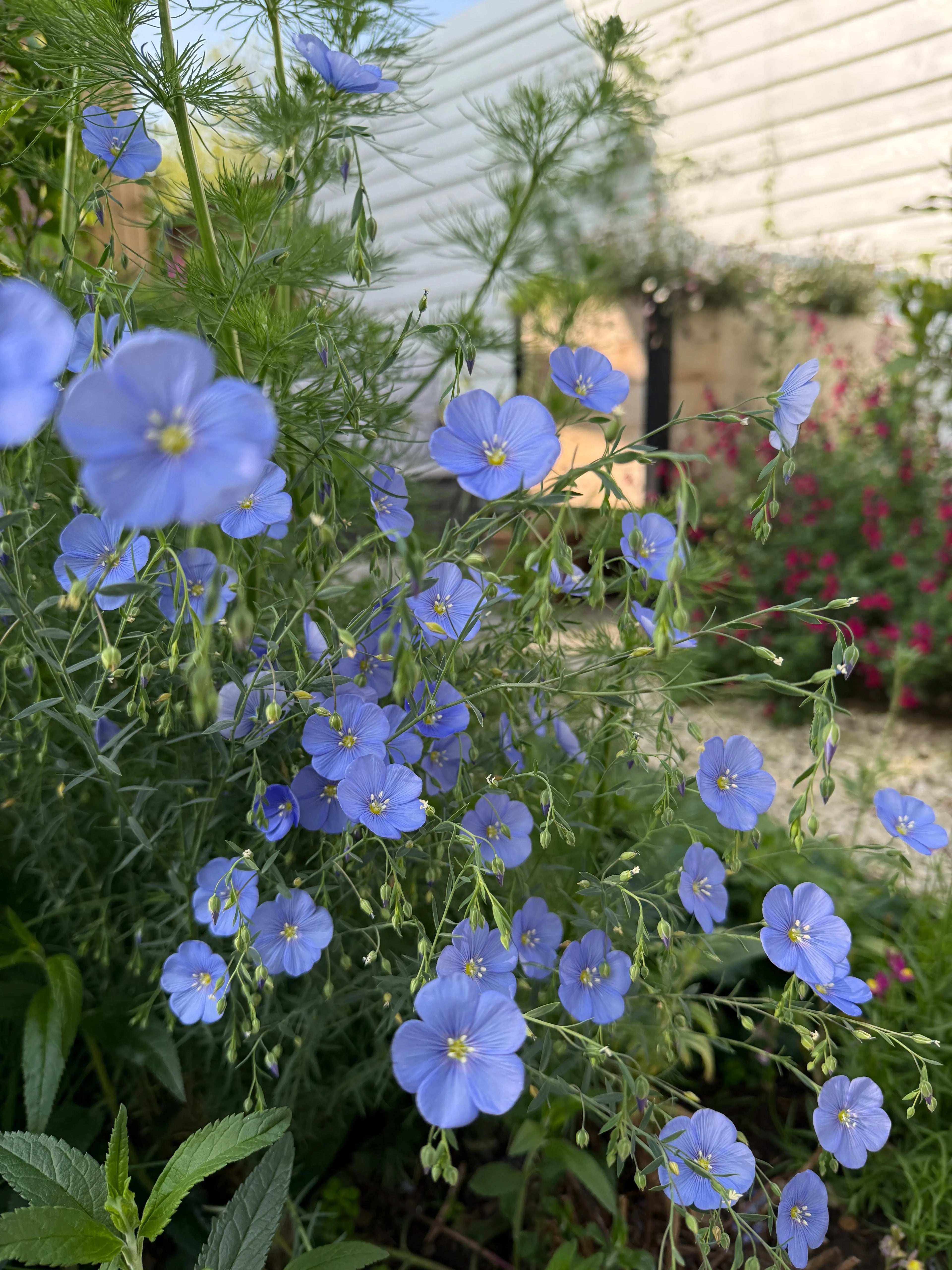 Linum Blue Flax by Bishy Barnabees Cottage Garden Ltd features delicate blue flowers with feathery leaves and slender green stems. This hardy perennial adds vibrant color to gardens, thriving among other blooms with a soft, natural effect.