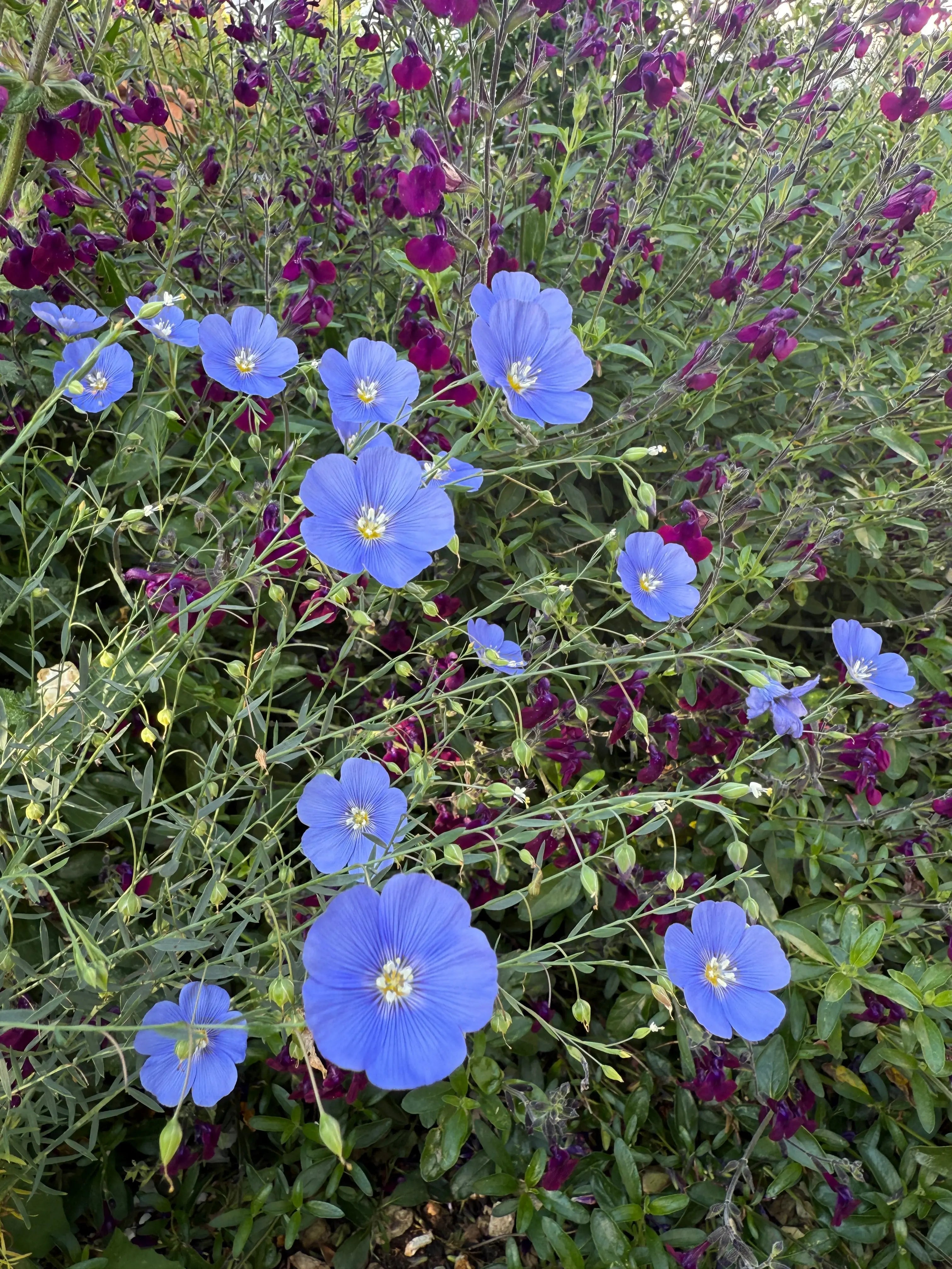 A cluster of Linum Blue Flax from Bishy Barnabees Cottage Garden Ltd shows delicate blue petals contrasted against dark purple blooms and lush green foliage.