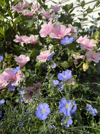 Close-up of a garden with Linum Blue Flax flowers from Bishy Barnabees Cottage Garden Ltd, blooming among green leaves, sunlight casting gentle shadows over the hardy perennial’s soft blue petals.