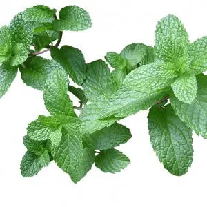 Mint Lemon - Bishy Barnabees Cottage Garden Ltd