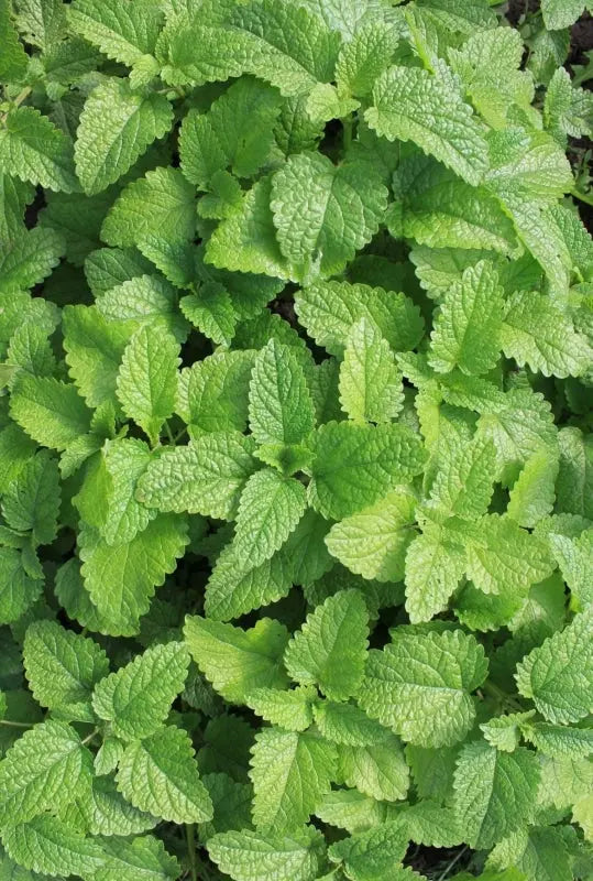 A cluster of vibrant green Mint Lemon leaves from Bishy Barnabees Cottage Garden grows densely together, displaying textured, serrated edges and prominent veins.