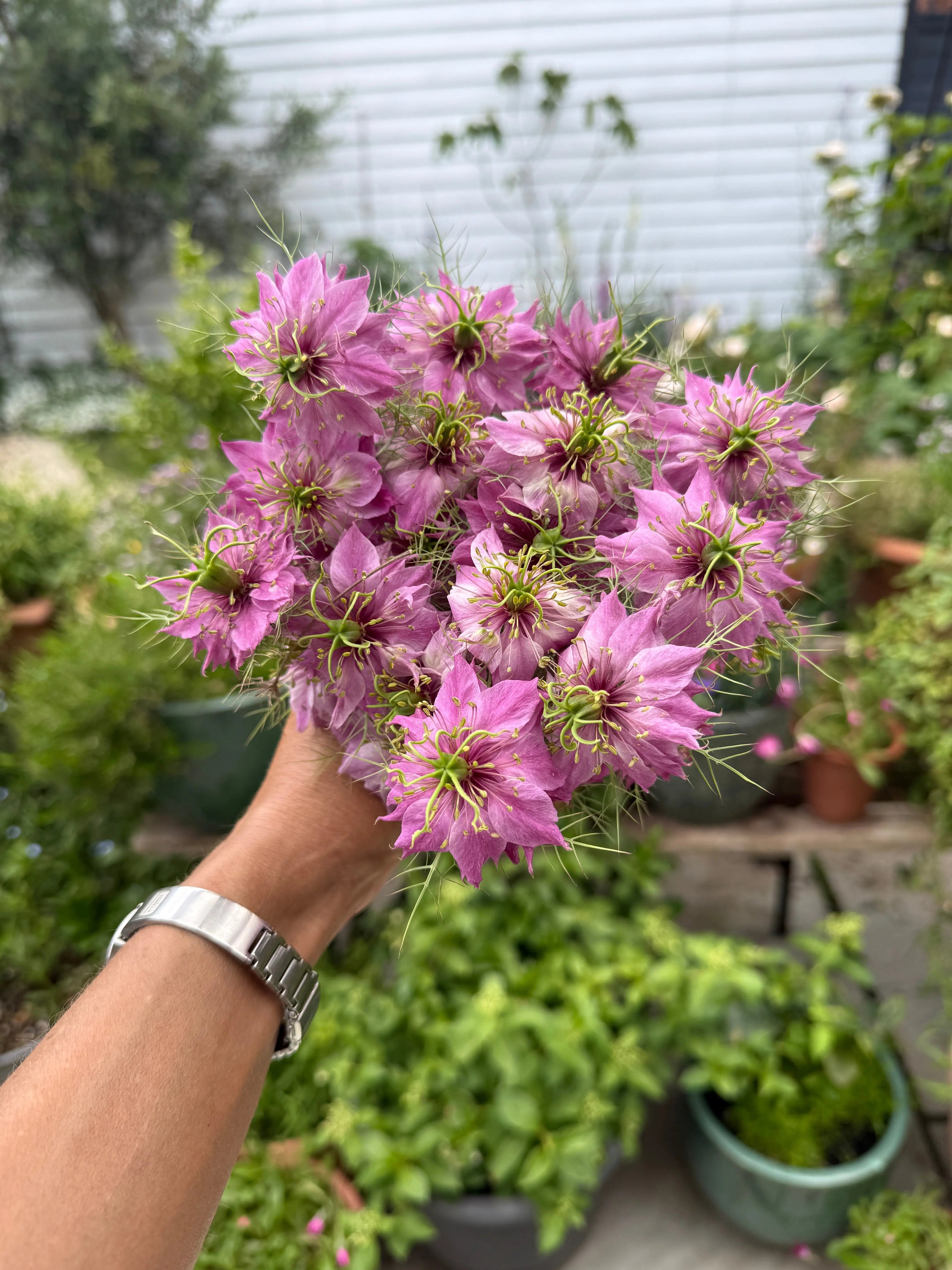 Nigella damascena Mulberry Rose (Love - in - a - mist) - Bishy Barnabees Cottage Garden Ltd