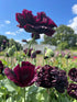 Poppy Black Peony - Bishy Barnabees Cottage Garden Ltd