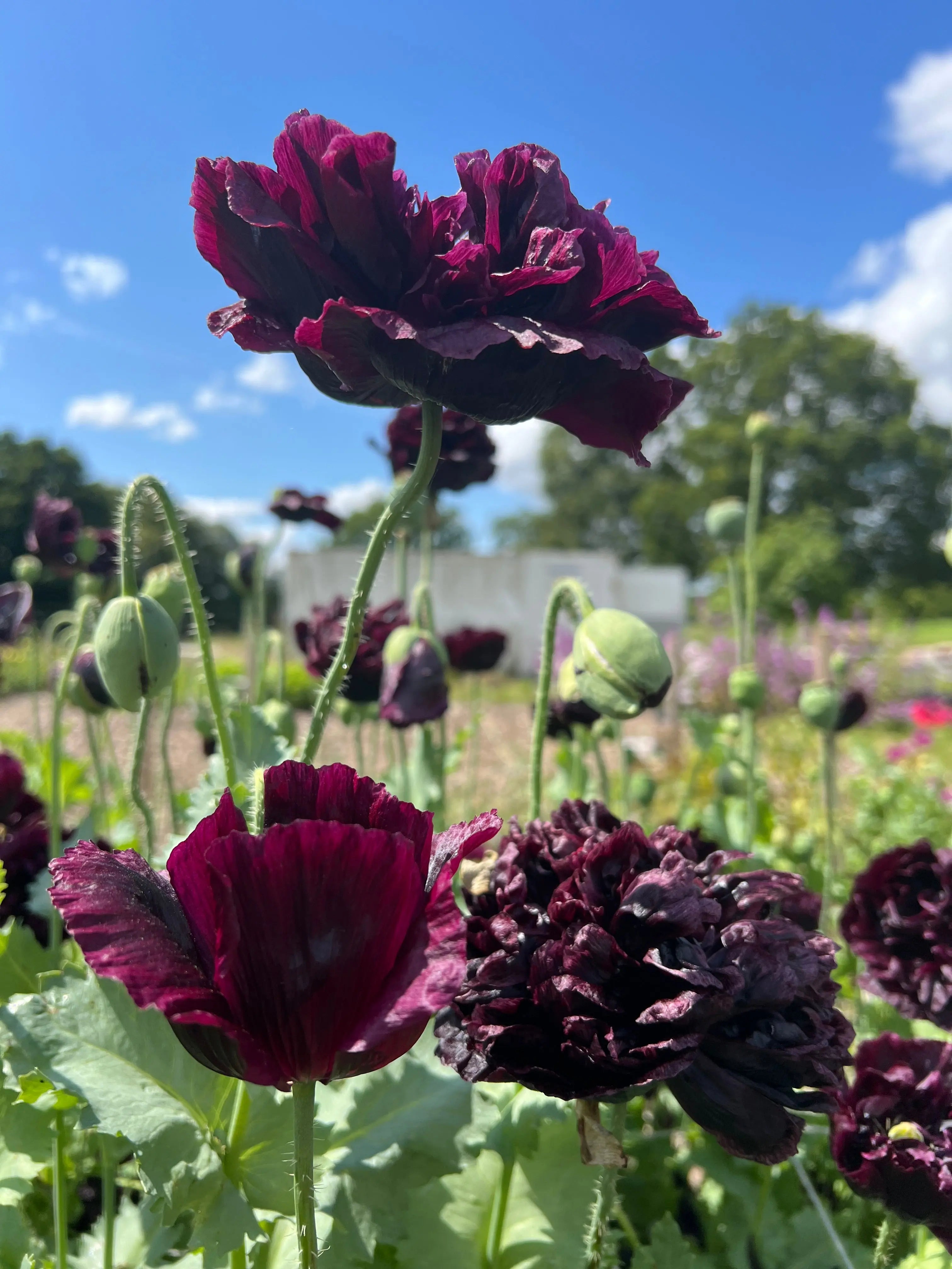 Poppy Black Peony by Bishy Barnabees Cottage Garden blooms deep red in sunlit gardens, with ruffled petals, green stems, and buds ideal for dried arrangements. Blue sky and blurred trees create a stunning background.
