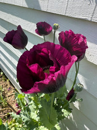 Poppy Laurens Grape by Bishy Barnabees Cottage Garden features deep violet-plum, ruffled flowers with sculptural seed heads and lush green leaves, pictured beside a light wooden wall bathed in sunlight.